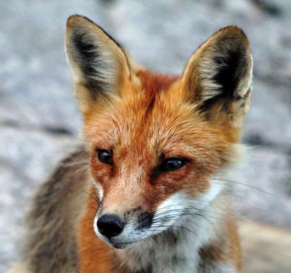 Red Fox Portrait by Deb Oppermann